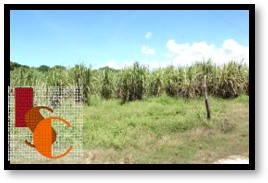 Cañeros de Campeche en alerta por bajos precios del azúcar. 
